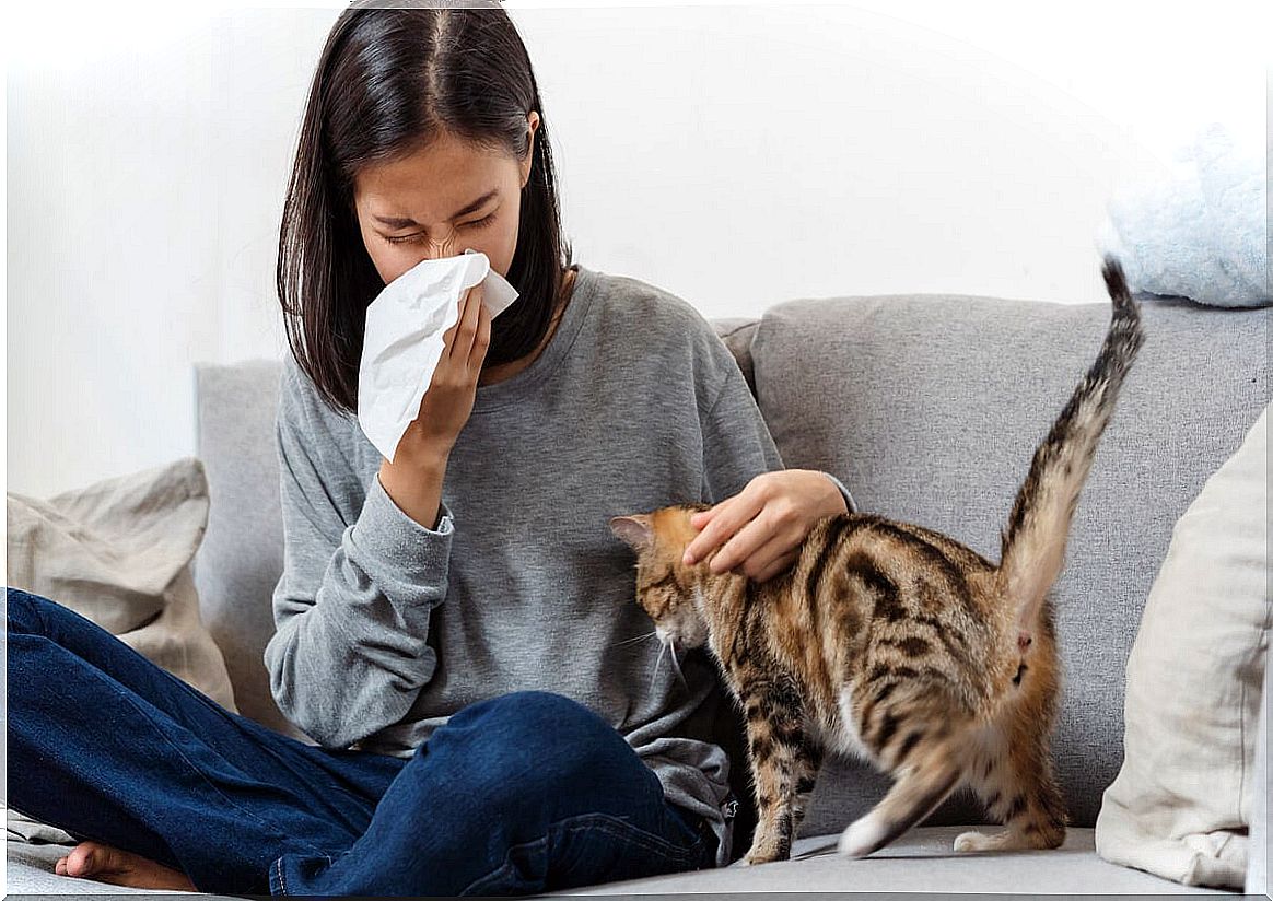 Cat and Dog Allergy: What Causes It?