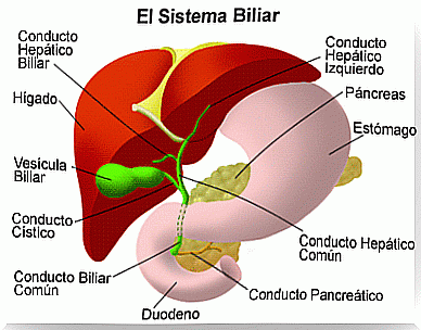 It is important to purify the pancreas to ensure its proper functioning