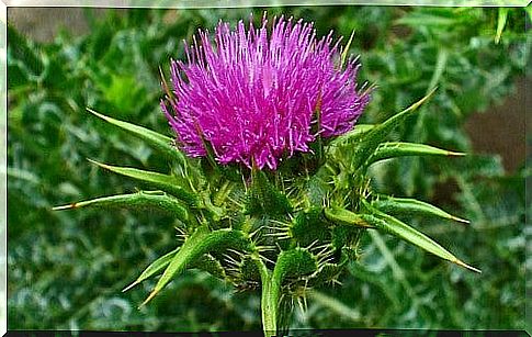 Milk thistle helps slow the development of diabetes