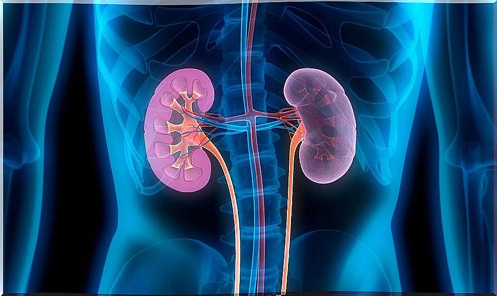 Functioning of the kidneys.