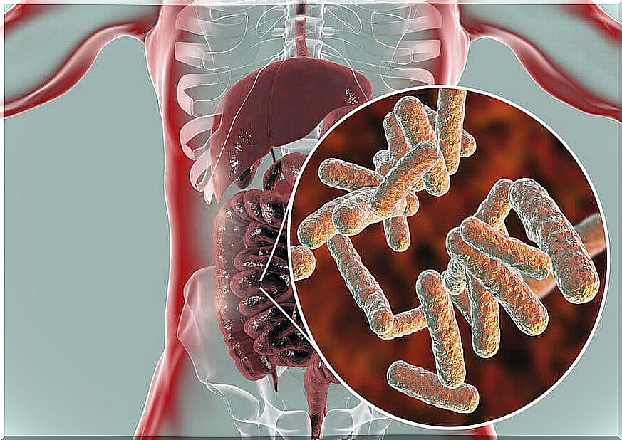 Gut microbiota and fibromyalgia