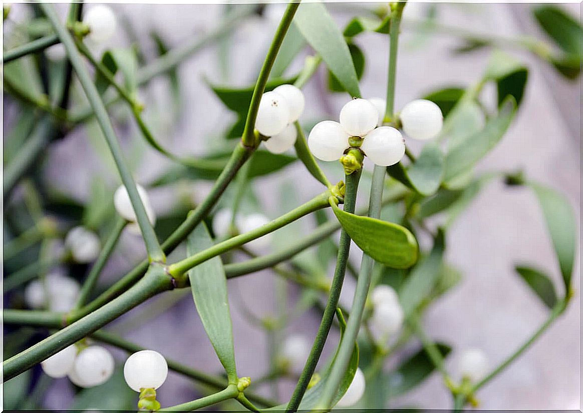 Mistletoe: benefits and precautions