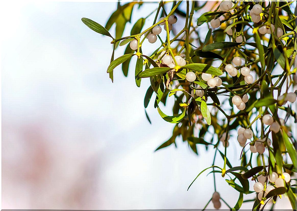 European mistletoe berries.