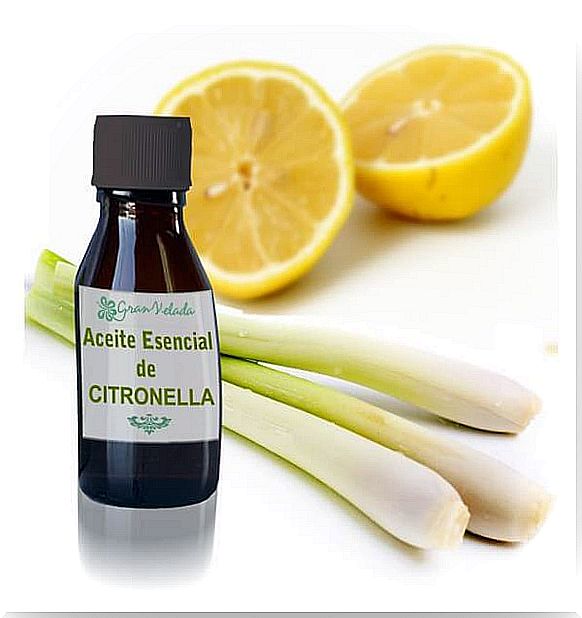 Citronella