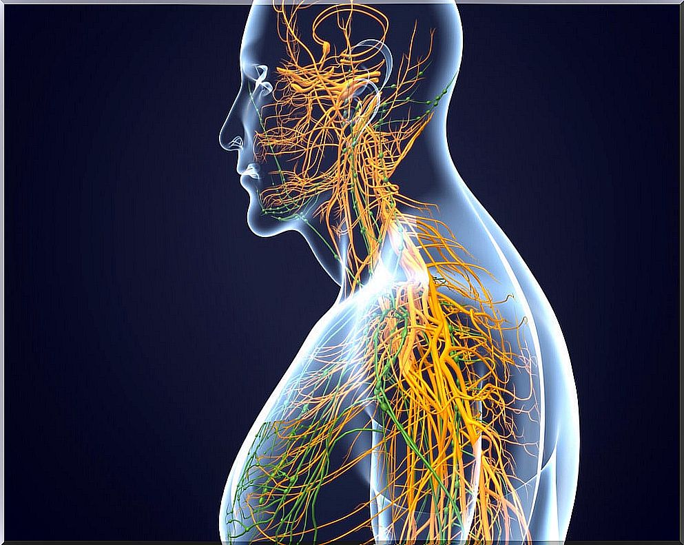 What happens if the sympathetic nerve is activated