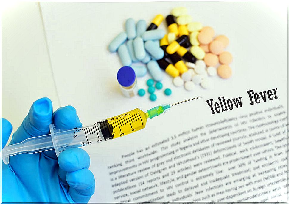 What is yellow fever and how is it transmitted?